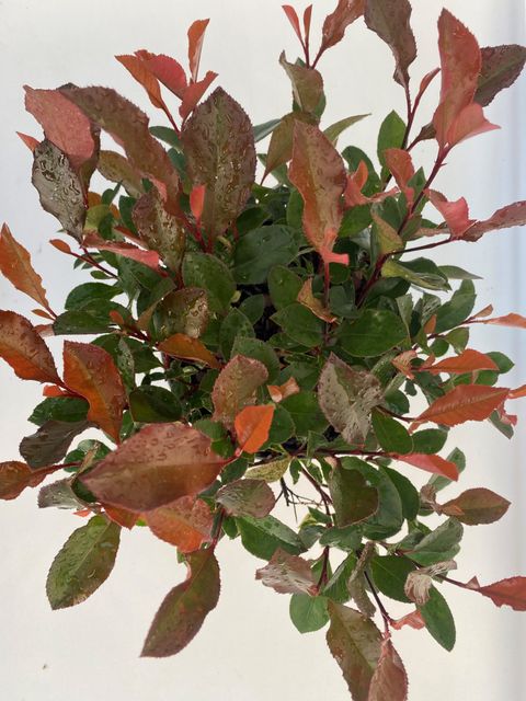 Photinia x fraseri 'Little Fenna'