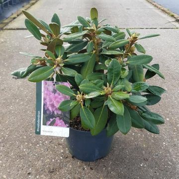 Rhododendron 'Силберволке' (Y)