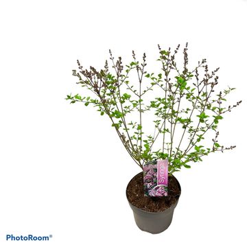 Syringa meyeri 'Palibin'