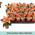 Euphorbia pulcherrima CHRISTMAS FEELINGS MARBLE