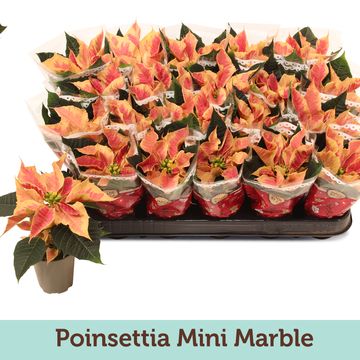 Euphorbia pulcherrima CHRISTMAS FEELINGS MARBLE