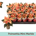 Euphorbia pulcherrima CHRISTMAS FEELINGS MARBLE