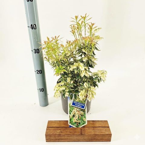 Pieris japonica 'Variegata'