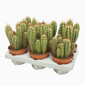 Neoraimondia herzogiana