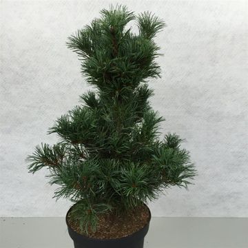 Pinus parviflora 'Bonsai'
