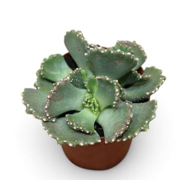 Aloinopsis malherbei