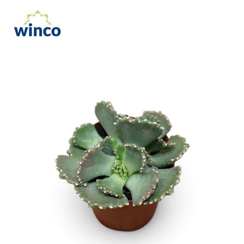 Aloinopsis malherbei
