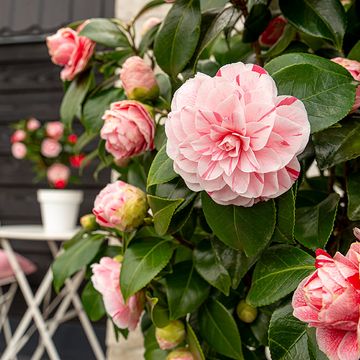 Camellia japonica 'Bonomiana'