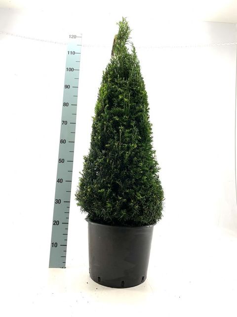 Taxus baccata