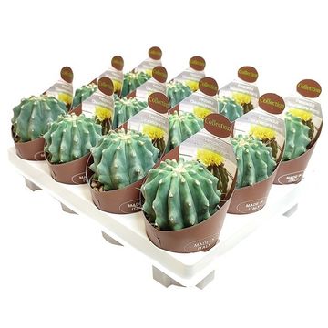 Ferocactus glaucescens inermis