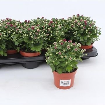 Chrysanthemum BLOOMING BEAUTY PURPLE