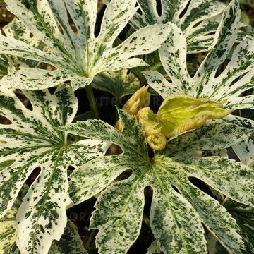 Fatsia japonica 'Spider's Web'