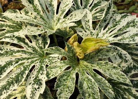 Fatsia japonica 'Spider's Web'