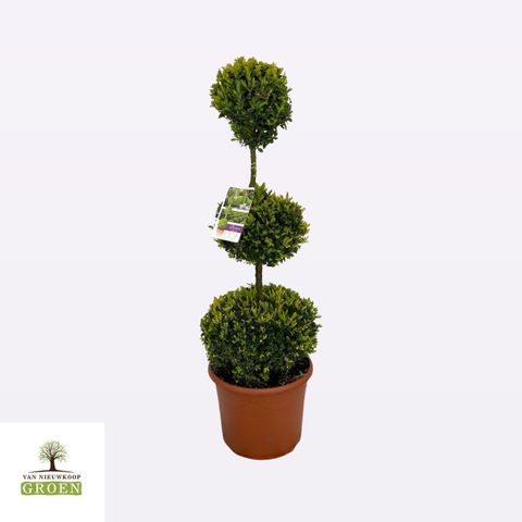 Buxus sempervirens