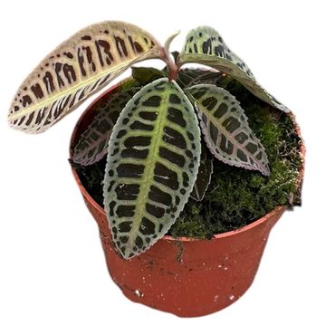 Labisia