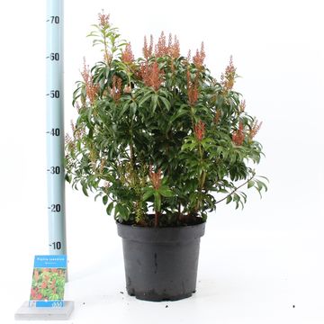 Pieris japonica 'Bonfire'