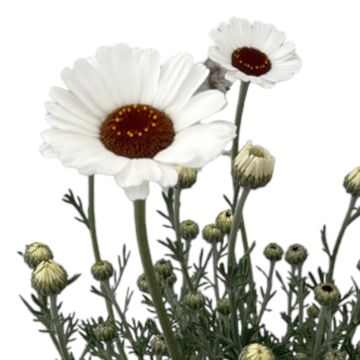 Rhodanthemum 'Casablanca'