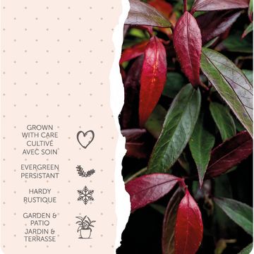 Leucothoe keiskei BURNING LOVE