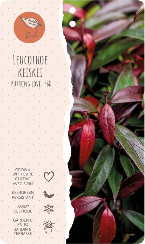 Leucothoe keiskei BURNING LOVE