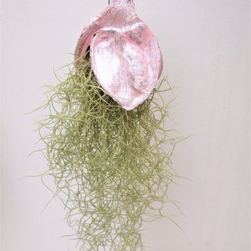 Tillandsia usneoides