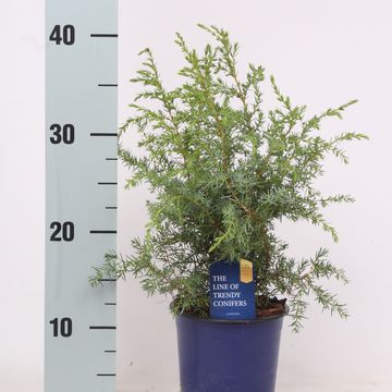 Juniperus communis 'Hibernica'