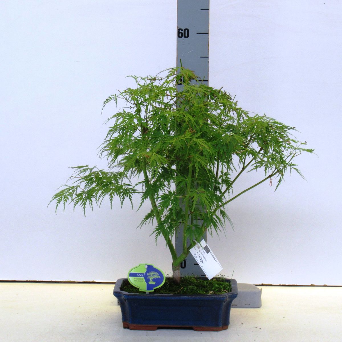 Acer palmatum 'Seiryu' — Plant Wholesale FlorAccess