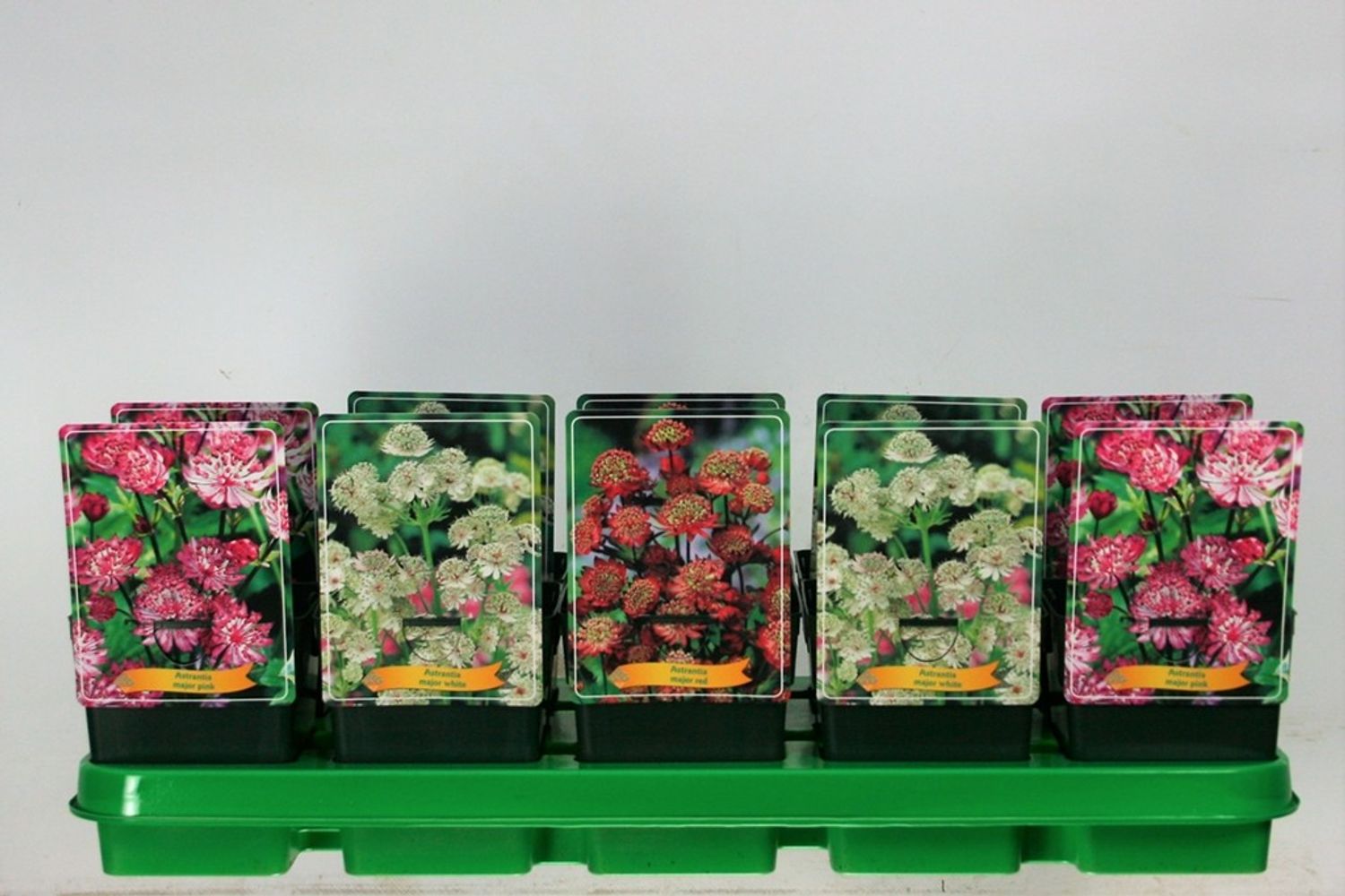 astrantia-major-mix-floraccess