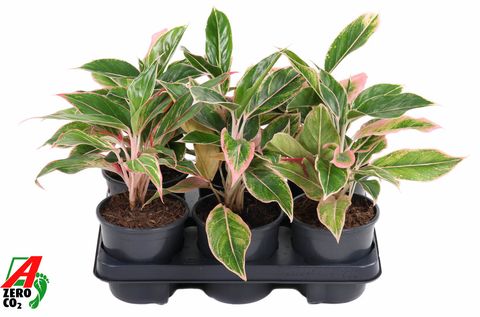 Aglaonema 'Siam Pink'