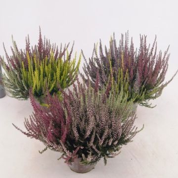 Calluna vulgaris GARDEN GIRLS MIX IN POT
