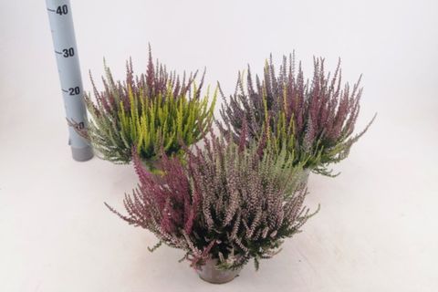 Calluna vulgaris GARDEN GIRLS MIX IN POT