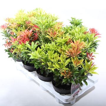 Pieris japonica 'Mountain Fire'