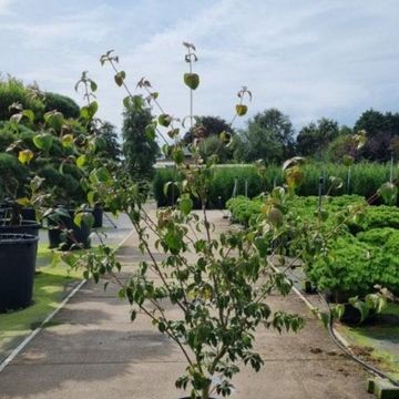 Cornus kousa 'Wieting's Select'