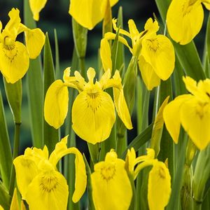 Iris pseudacorus (Moerings Waterplanten)
