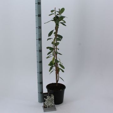 Exochorda racemosa 'Niagara'