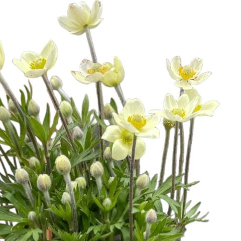 Anemone x lesseri SPRING BEAUTY WHITE