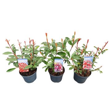 Photinia x fraseri MIX