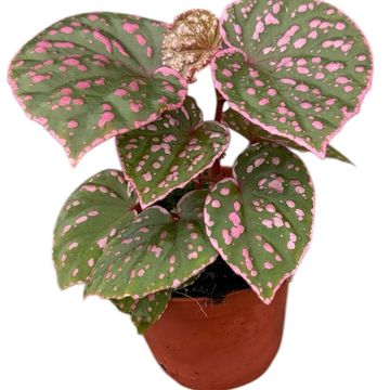 Begonia sp. Muara Wahau