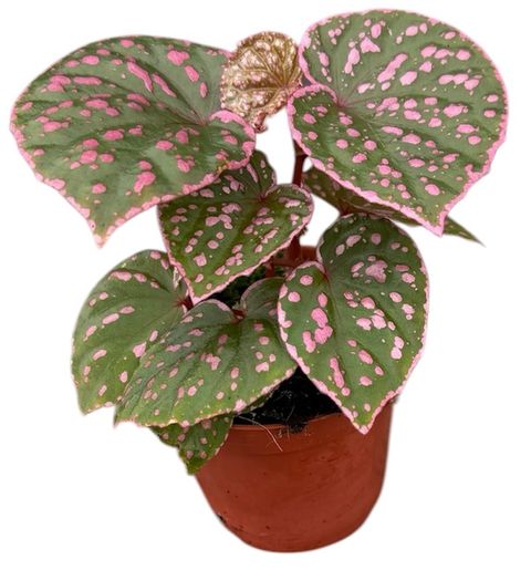 Begonia sp. Muara Wahau