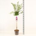 Syringa 'Josée'