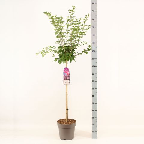 Syringa 'Josée'