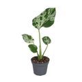 Monstera deliciosa 'Bulbasaur'
