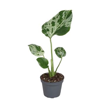 Monstera deliciosa 'Bulbasaur'