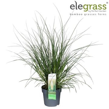 Cortaderia selloana 'Evita'