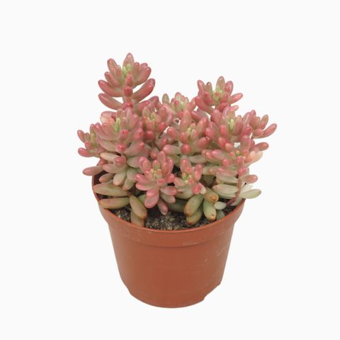 Sedum x rubrotinctum 'Aurora'