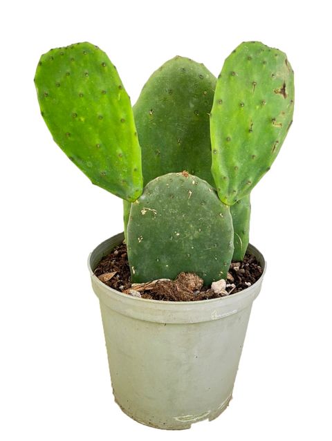 Opuntia