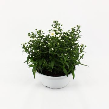 Aster novi-belgii MAGIC WHITE