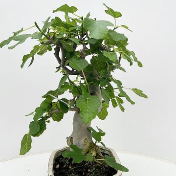 Ficus carica