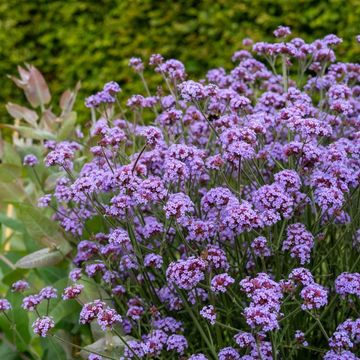 Verbena bonariensis 'Flair'