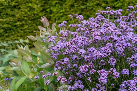Verbena bonariensis 'Flair'