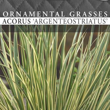 Acorus gramineus 'Argenteostriatus'